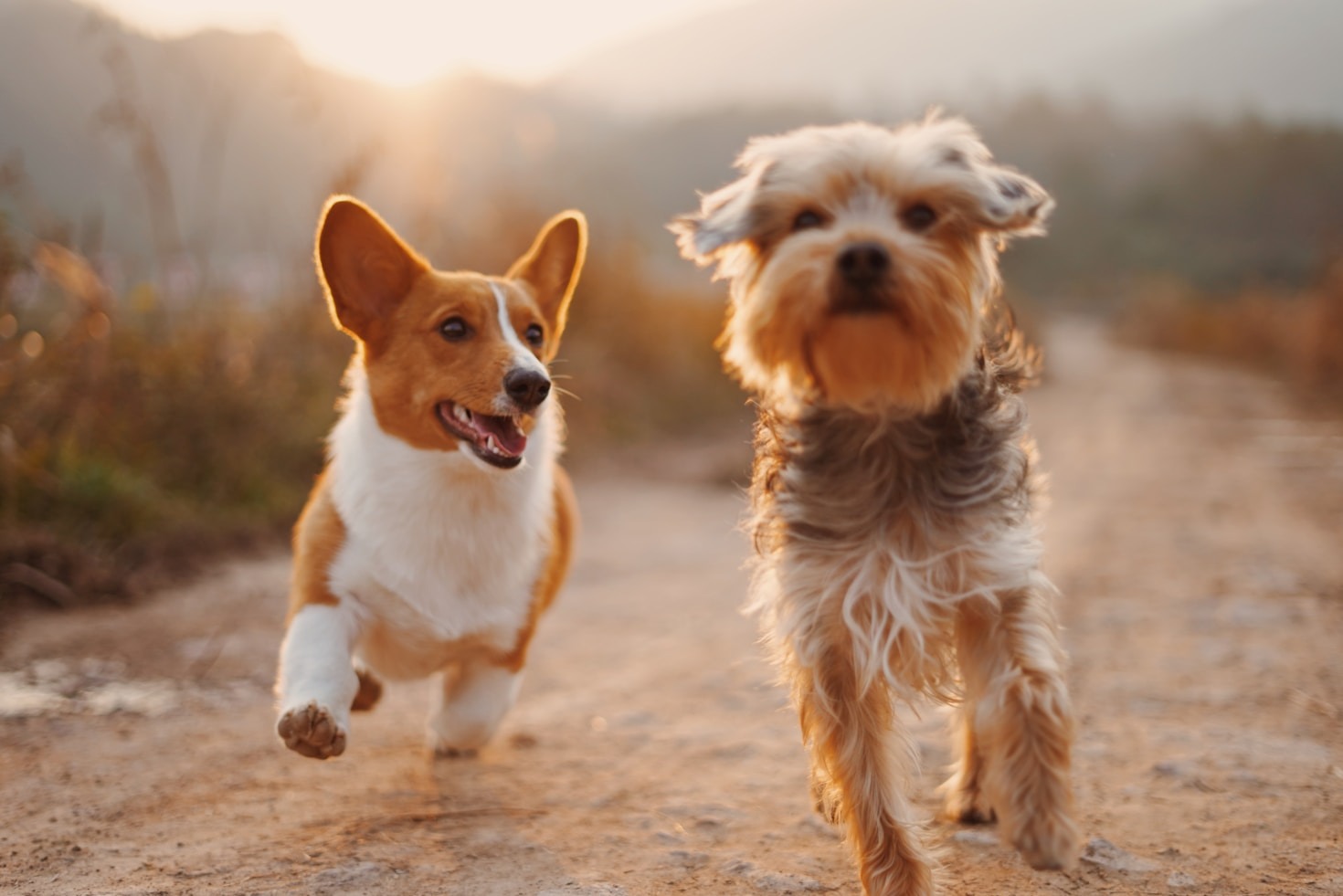 La importancia de la adopción responsable de animales