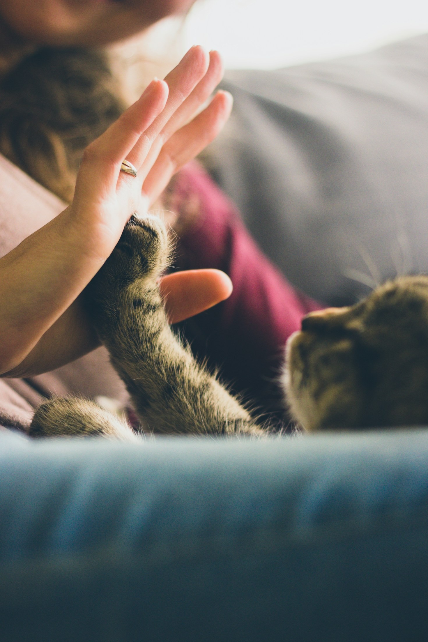 Historias inspiradoras de adopción con Huellitas de amor
