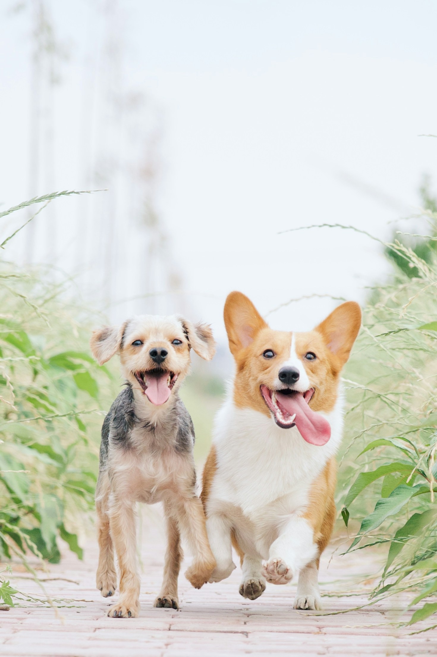 Cómo puedes ayudar a los animales necesitados hoy mismo
