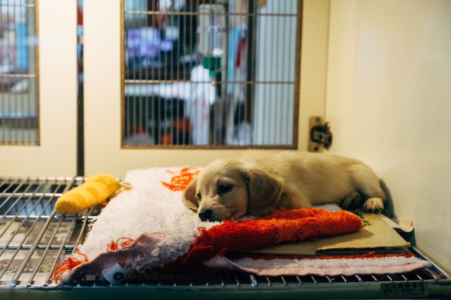 Beneficios emocionales de adoptar y cuidar a un animal